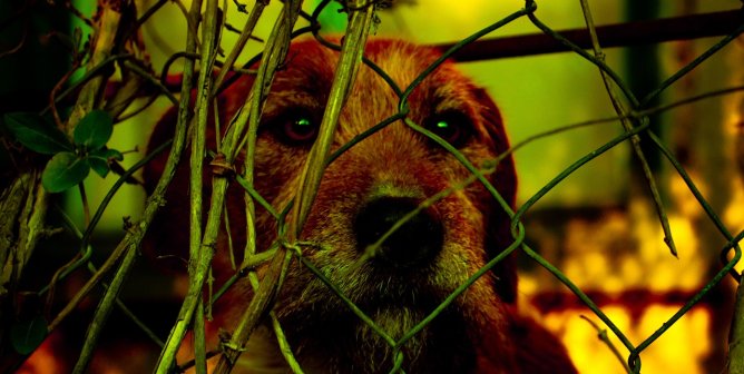 Photo of a tan dog behind a green wire fence