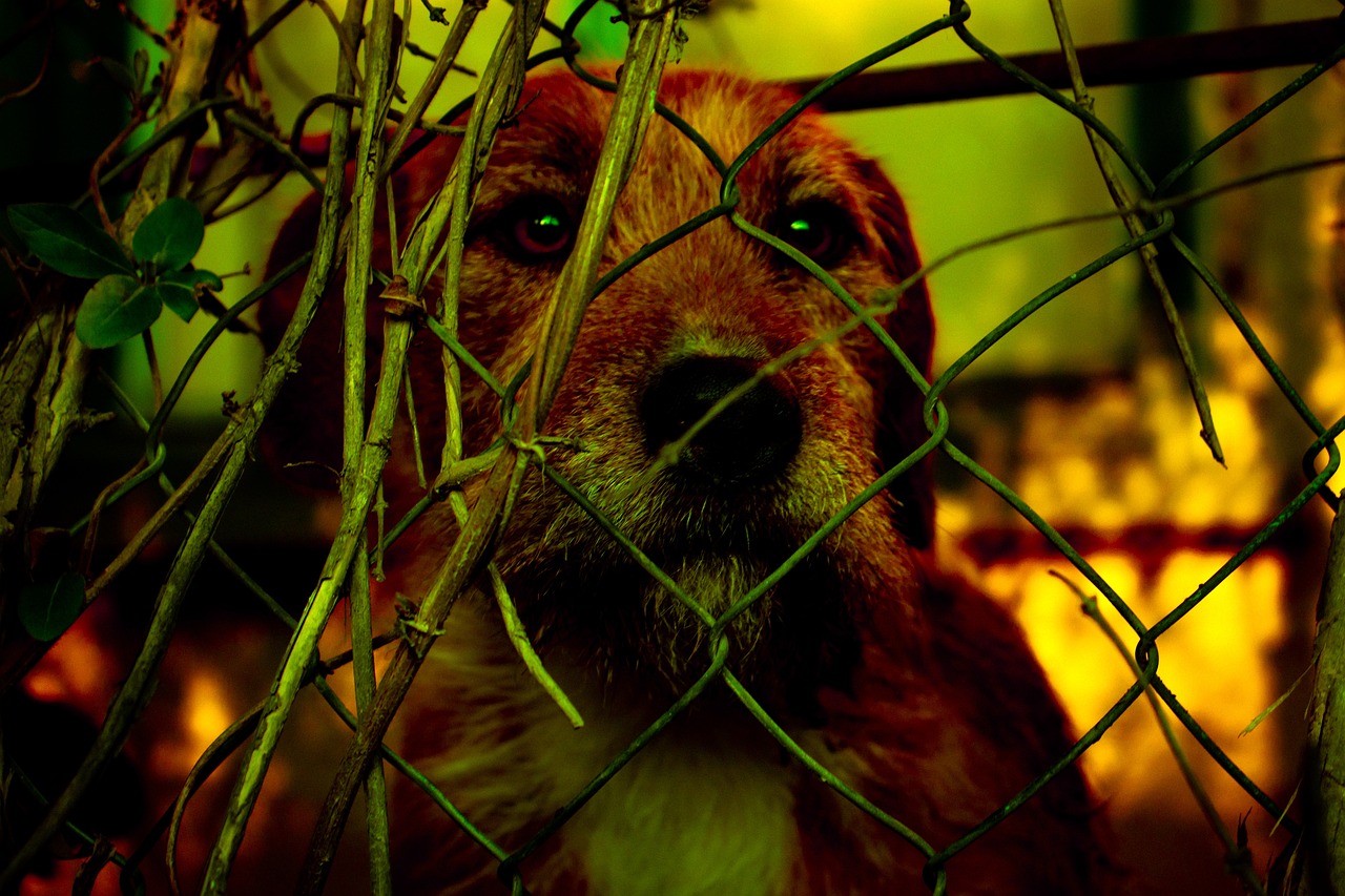dog behind fence It’s Time for Hollywood to ‘Strike’ Animal Exploitation
