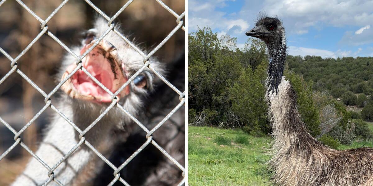 An emu before and after Waccatee zoo
