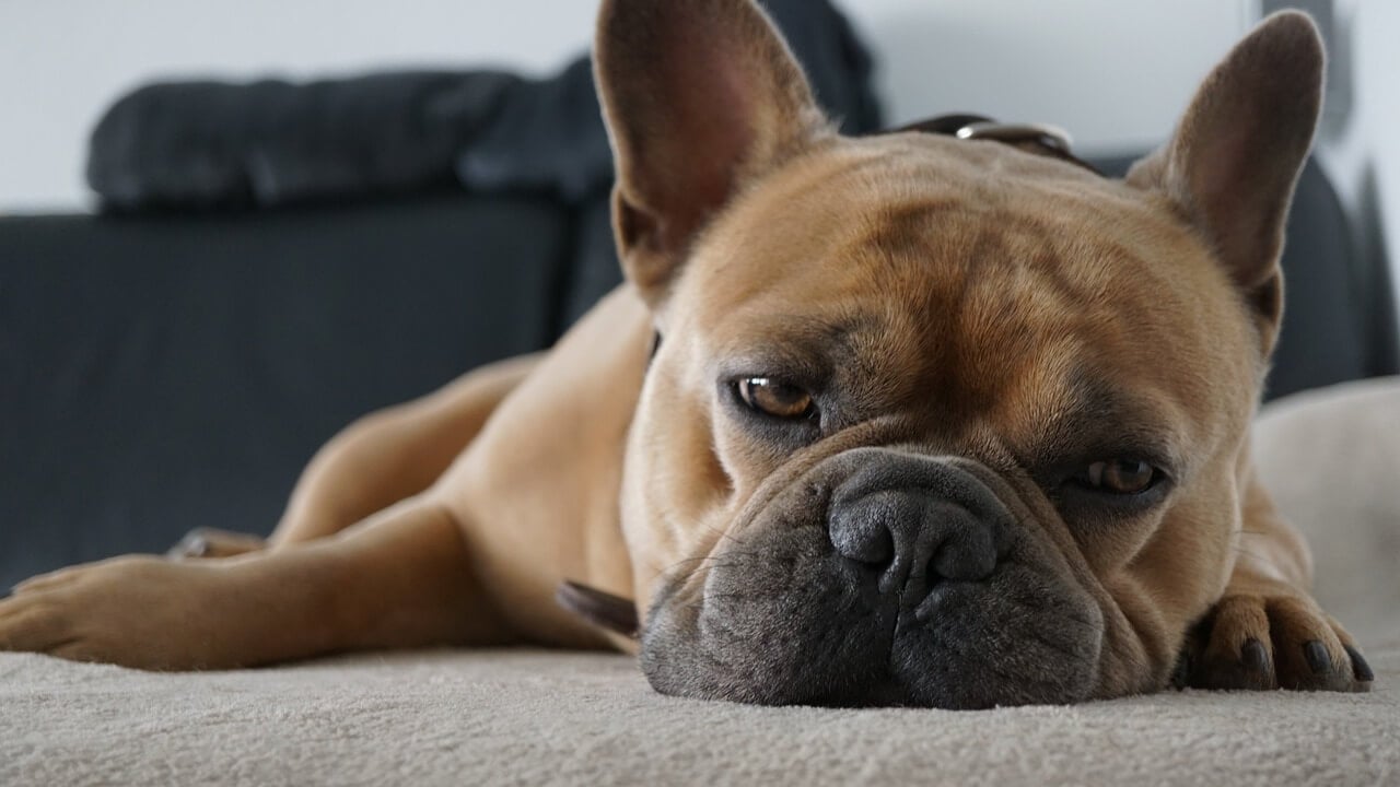 fawn and black french bulldog lays down, looking tired
