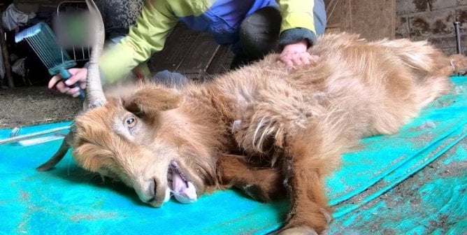 A goat being combed