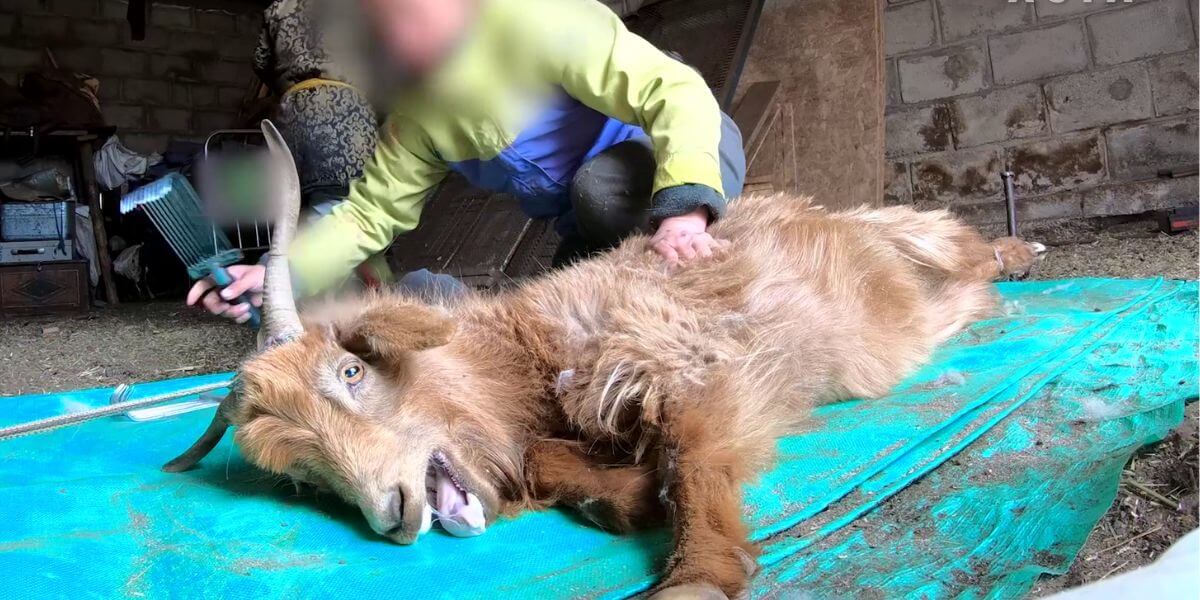 Assist Push Ralph Lauren to Ban Cashmere