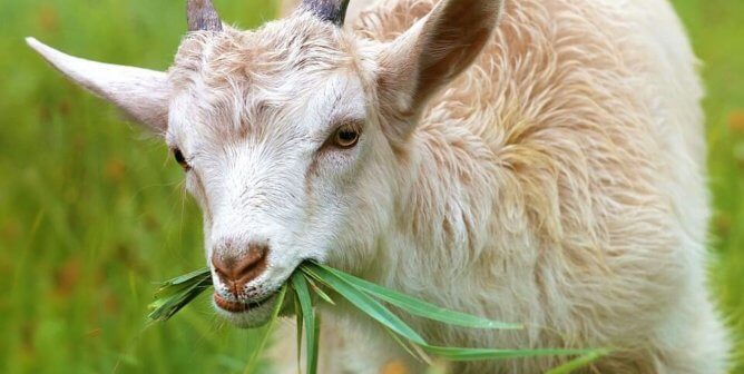 tan and white goat eating grass, to represent the victory of VF Corporation's brands like Supreme and The North Face confirming no more new cashmere will be sold