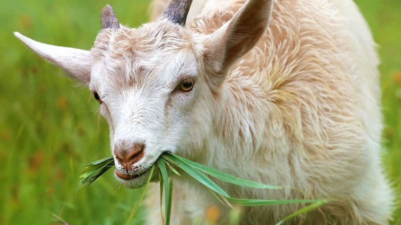 tan and white goat eating grass, to represent the victory of VF Corporation
