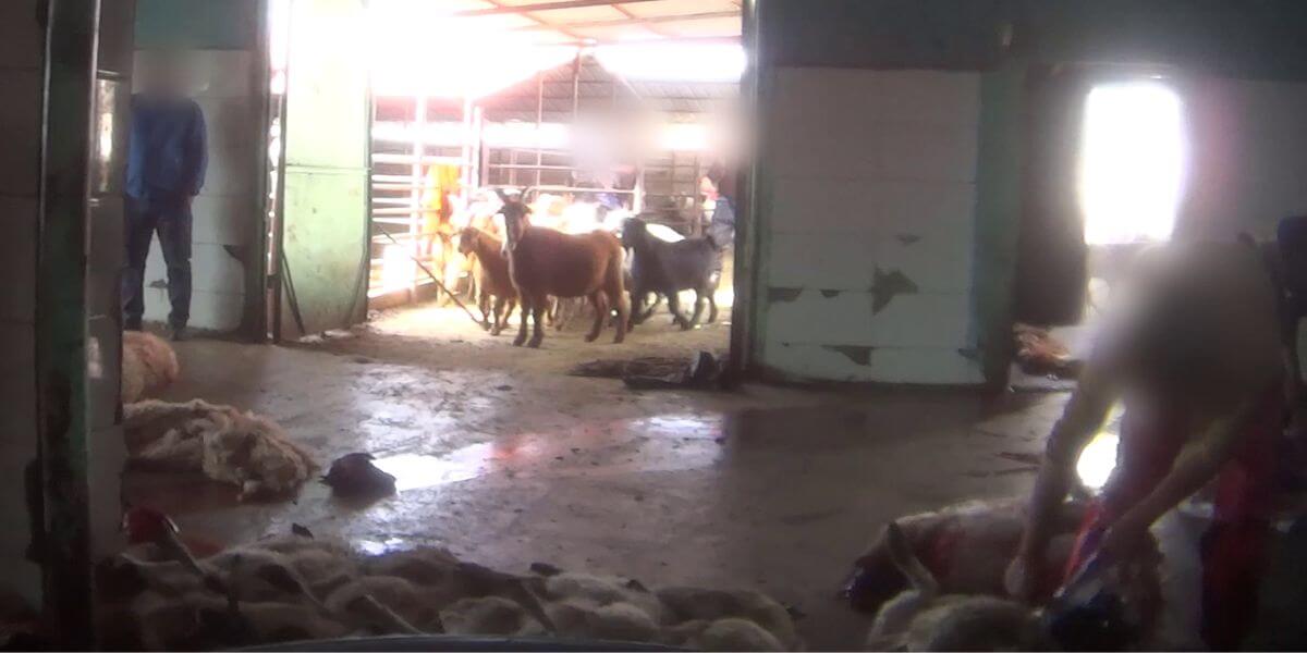Goats being led to slaughter
