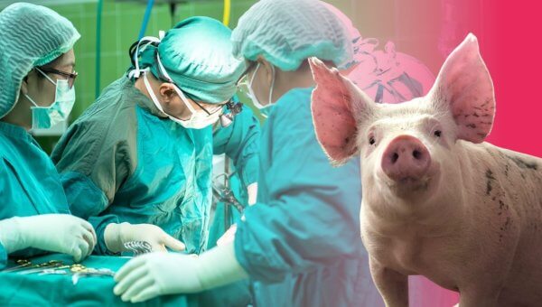 Stolen Organs, Death, and Disease: All You Need to Know About Xenotransplantation
