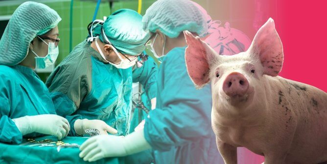 People doing surgery next to pig with pink background