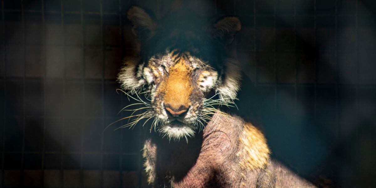 lila tigress waccatee megan fatzick Care Bear and Shortcake Rescued From Notorious Roadside Zoo