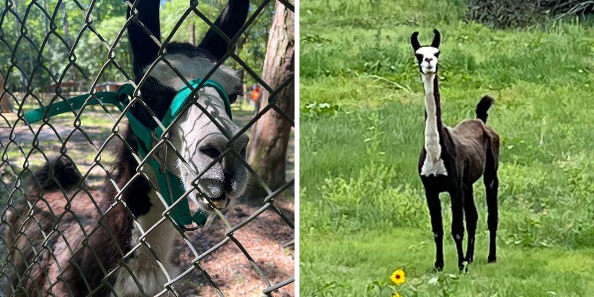 A llama before and after Waccatee zoo