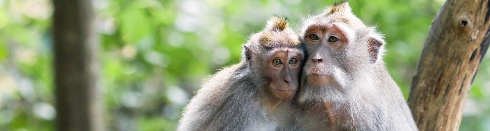 A long-tailed macaque family