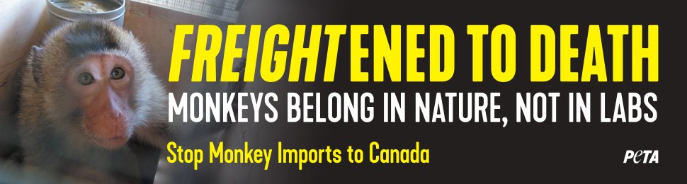 Freightened To Death: Monkeys Belong in Nature, Not in Laboratories (Canada)