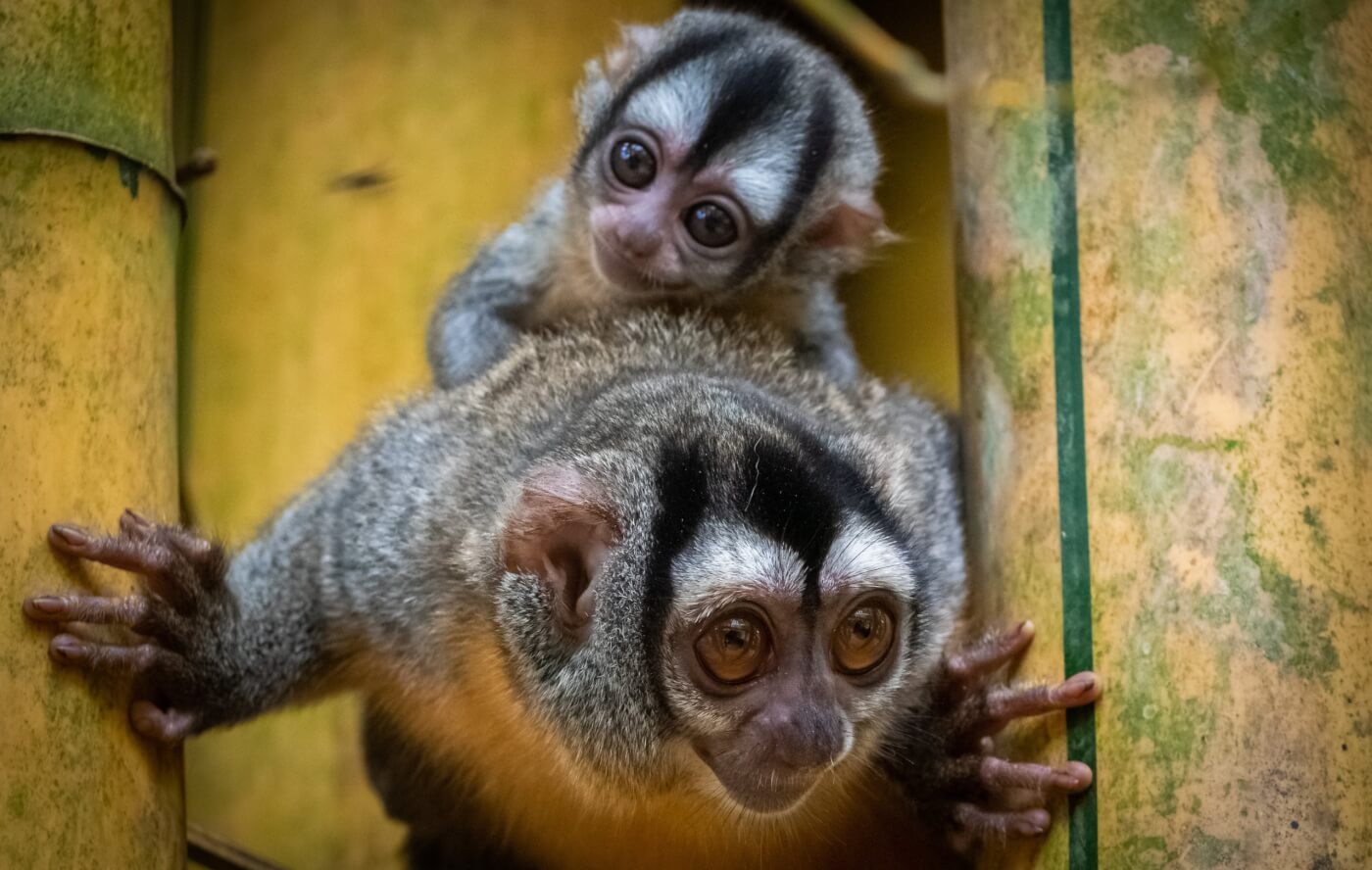 Owl monkeys