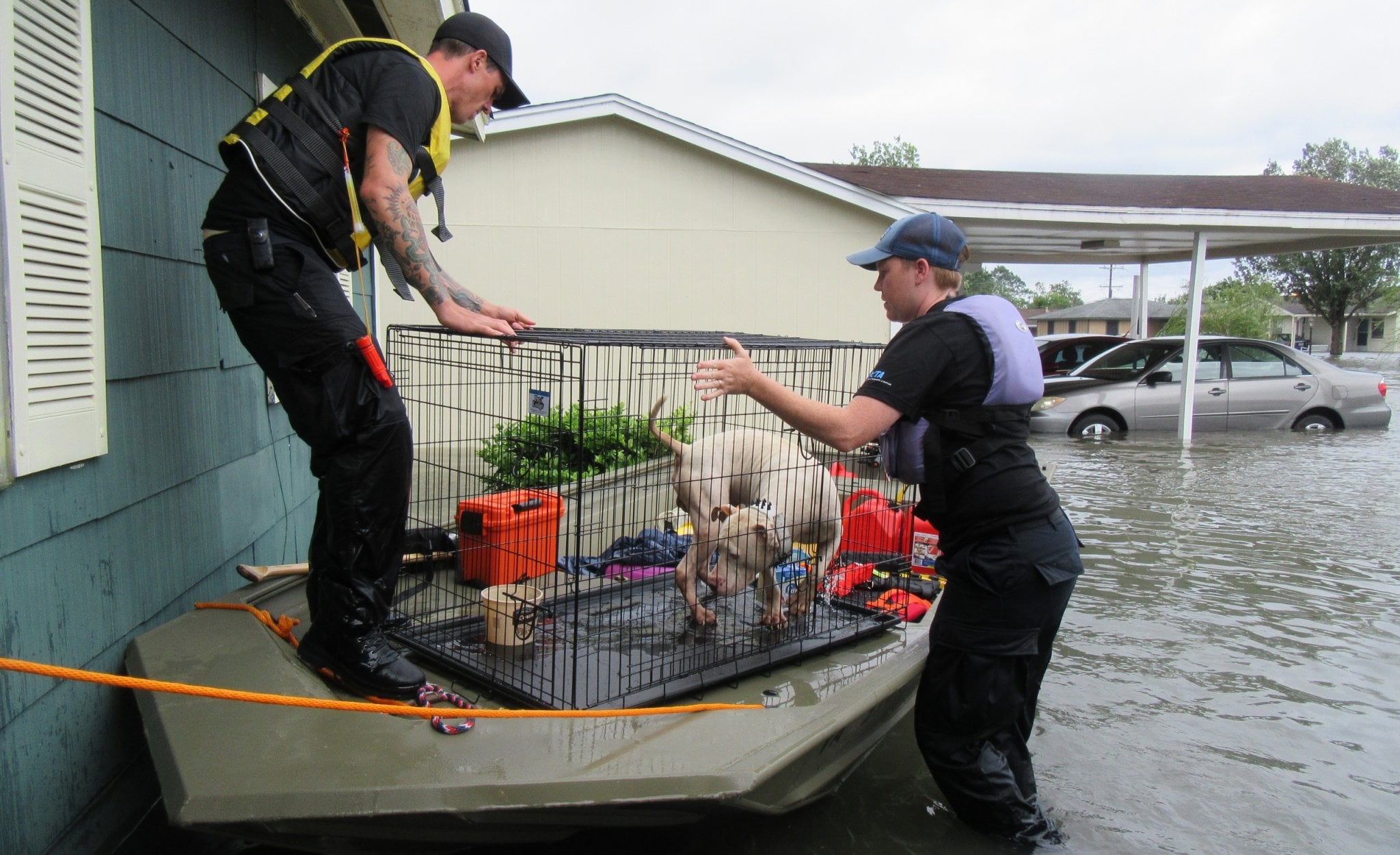 Peta Rescues Meet Pete: The Man Who Never Sleeps | PETA