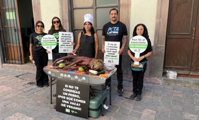 ¿Perro o Pollo? PETA Latino Says There’s No Difference