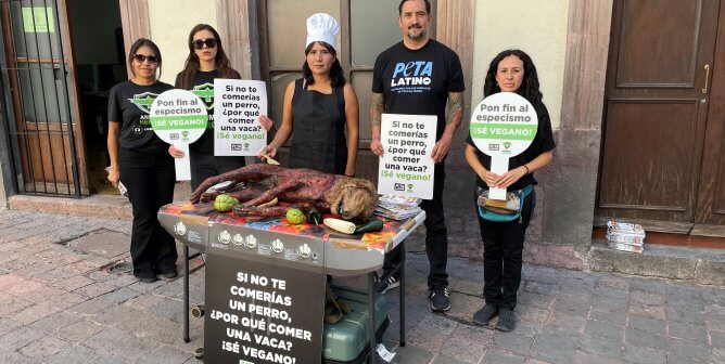 ¿Perro o Pollo? PETA Latino Says There’s No Difference