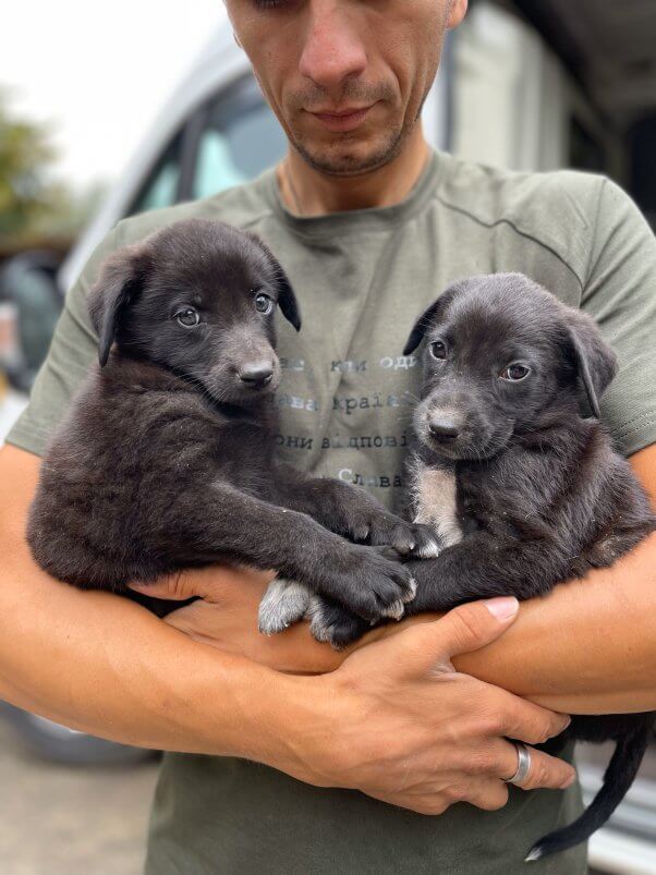 rescue worker holding puppies rescued in Ukraine