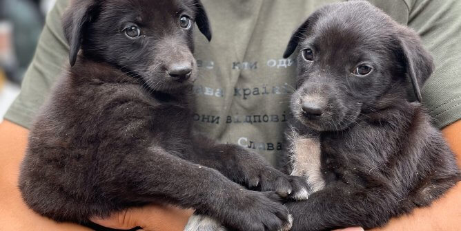 One of the PETA-supported animal rescuers holding puppies rescued in Ukraine