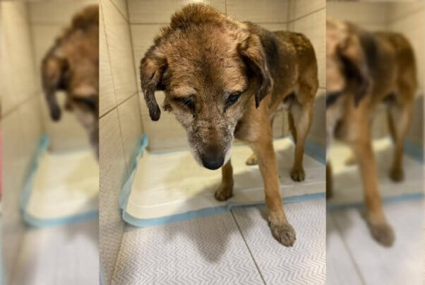 Rescued dog Charik, a brown dog, in a temporary holding space