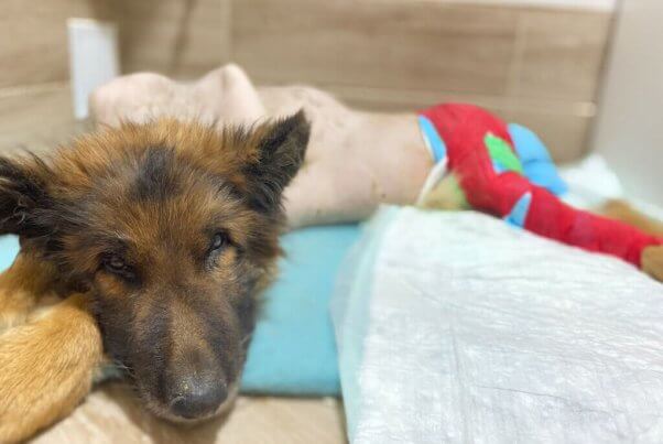 Rescued dog Graf with cast on leg