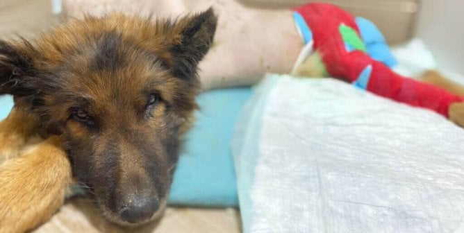 A ‘Tail’ of Two Dogs: Charik and Graf Will Live to See Another Day
