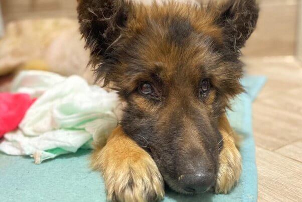 Rescued dog Graf looking at camera