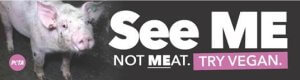 see me not meat pig ‘See Me, Not Meat!’ Pig’s Midwest Media Blitz Lands in Kansas City, Courtesy of PETA