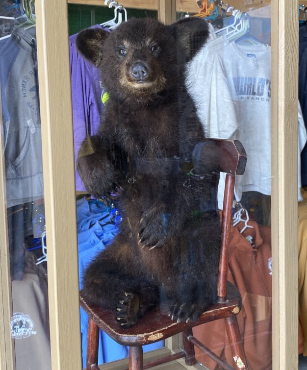 Taxidermied black bear cub Betty, who has been posed on a wooden chair in a glass case