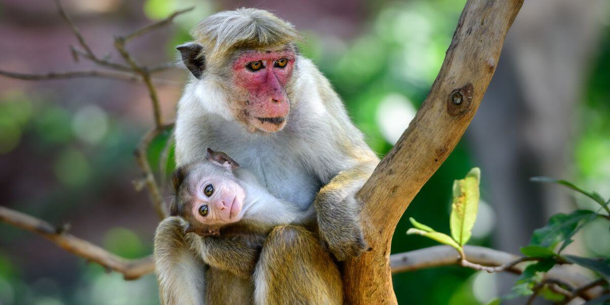 Toque macaques