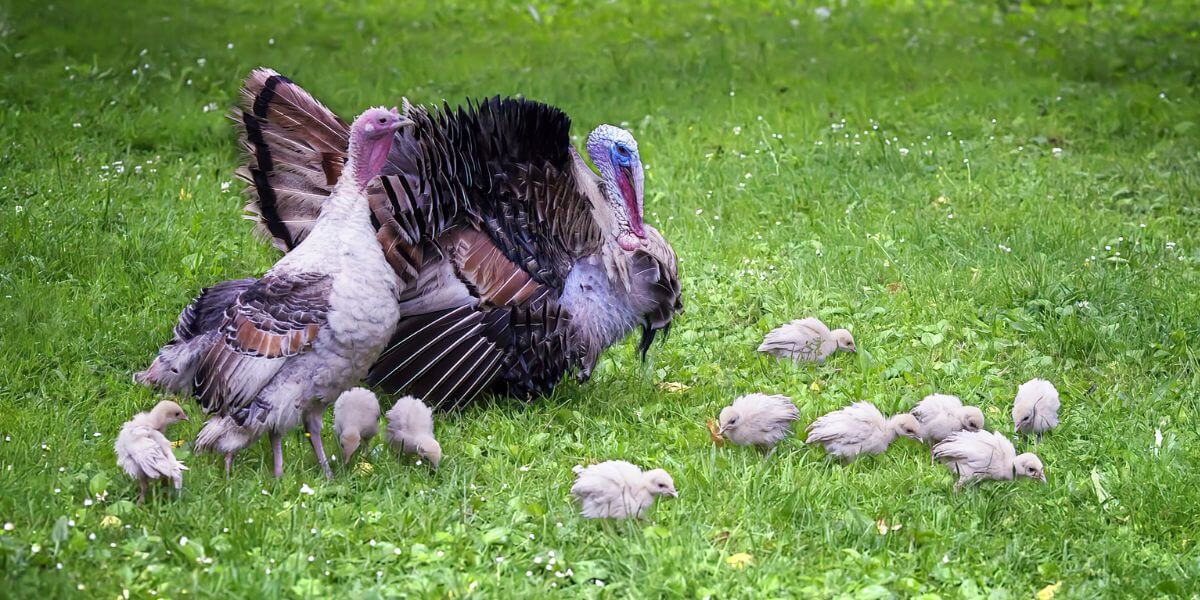 A turkey family in a field of green grass