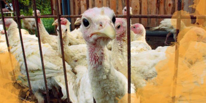 Did She Consent? PETA’s New Billboards Will Make You Rethink Your Thanksgiving Dinner