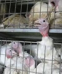 turkeys in transport truck cages Feds Find Over 1,000 Turkeys Dead on Trucks; PETA Calls For Criminal Probe