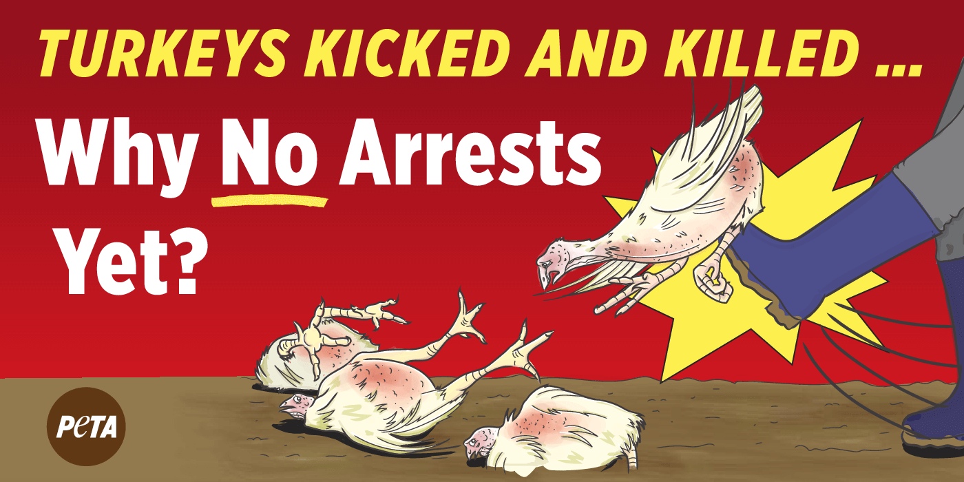 A PETA billboard that reads "Turkeys kicked and killed... Why no arrests yet?"