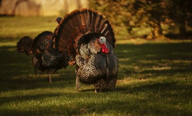 Did She Consent? PETA’s New Billboards Will Make You Rethink Your Thanksgiving Dinner