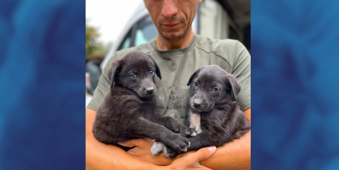 rescue worker holding puppies rescued in Ukraine, blue edges