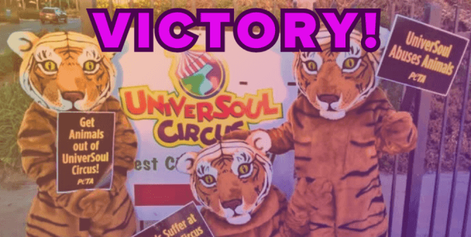 group of tiger mascots holding signs against animals at Universoul with "Victory!" in purple text at the top