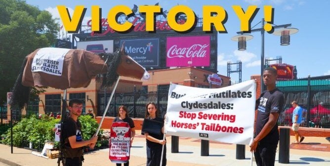 victory Clydesdale image showing protest