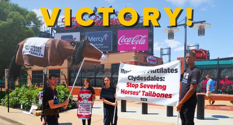 victory Clydesdale feature image Budweiser to Stop Amputating Clydesdales' Tailbones