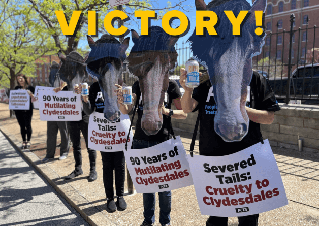 PETA Victory! Budweiser Agrees to Stop Amputating Clydesdales’ Tailbones