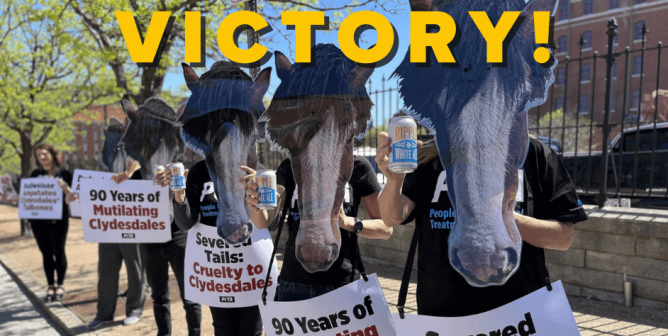PETA Victory! Budweiser Agrees to Stop Amputating Clydesdales’ Tailbones