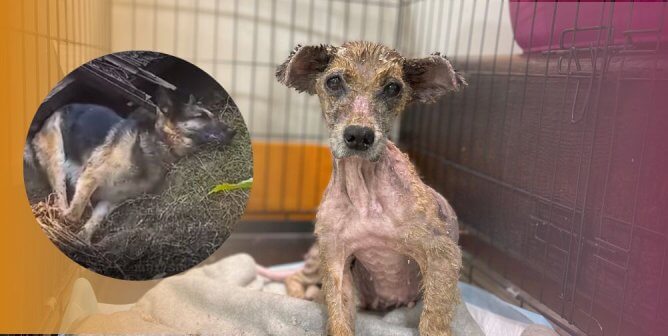 Grab the Tissues! Watch Lada—Once at Death’s Door—Make a Remarkable Transformation