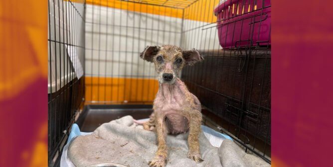 Grab the Tissues! Watch Lada—Once at Death’s Door—Make a Remarkable Transformation