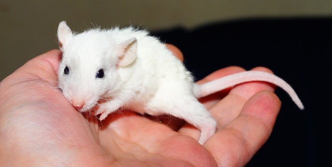 White mouse in a human hand