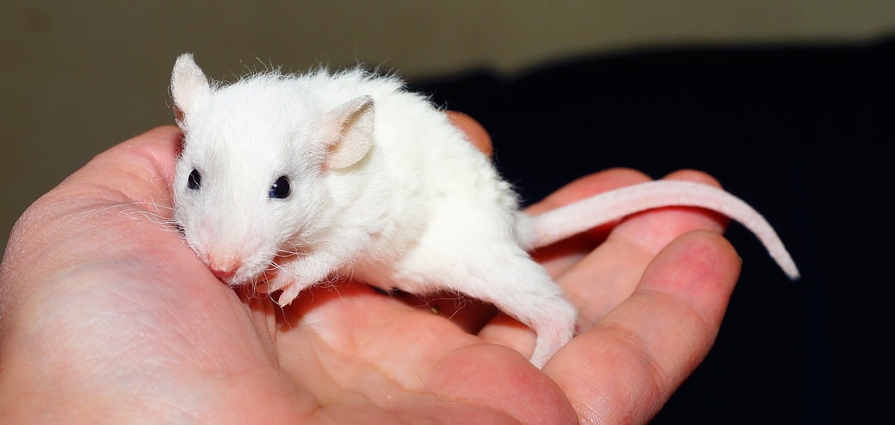 White mouse in a human hand