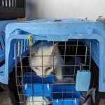 A white cat in a broken blue crate