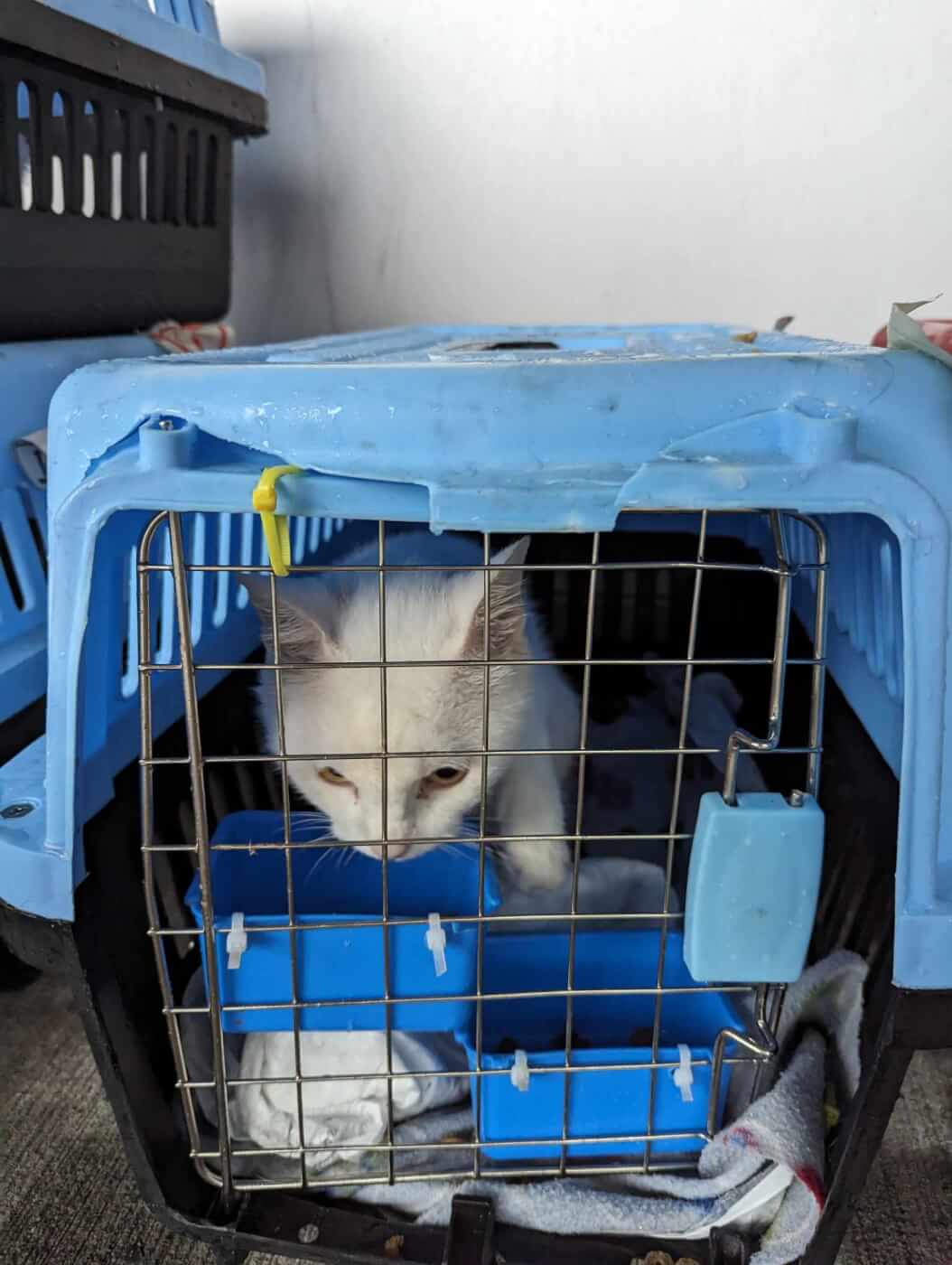 A white cat in a broken blue crate