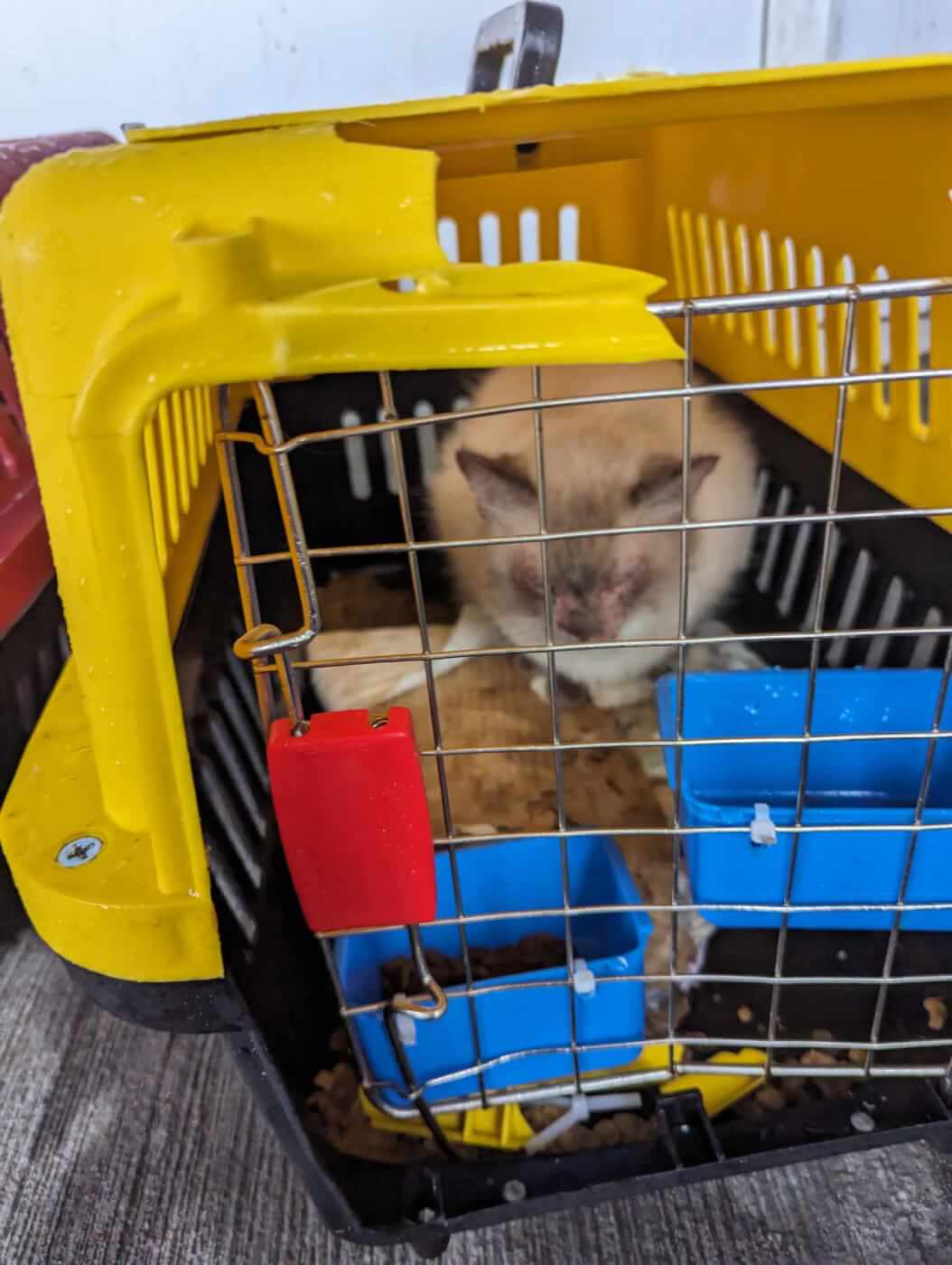 Destroyed yellow crate. A tan cat is sitting inside