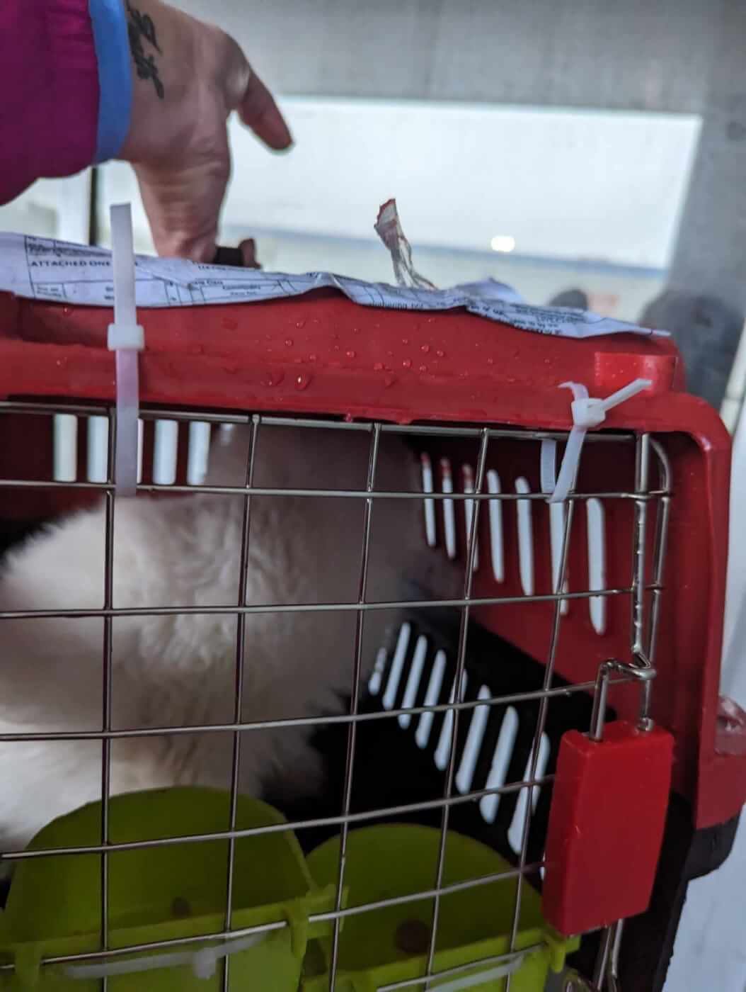 A red crate with a cat inside. Its door has been zip-tied