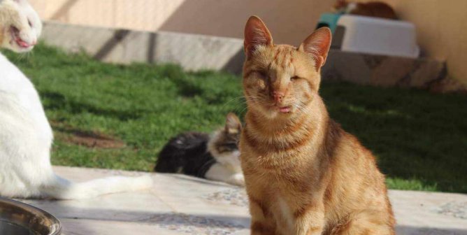 Angus, an orange cat
