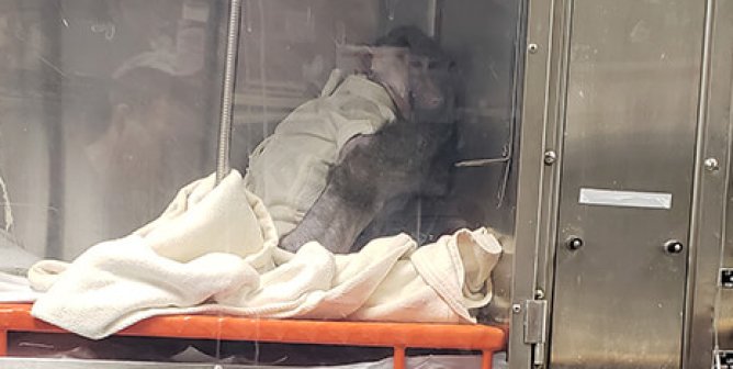 Primates implanted with organs taken from pigs—like this baboon at the University of Alabama–Birmingham—suffer painful and debilitating consequences from the invasive surgery.