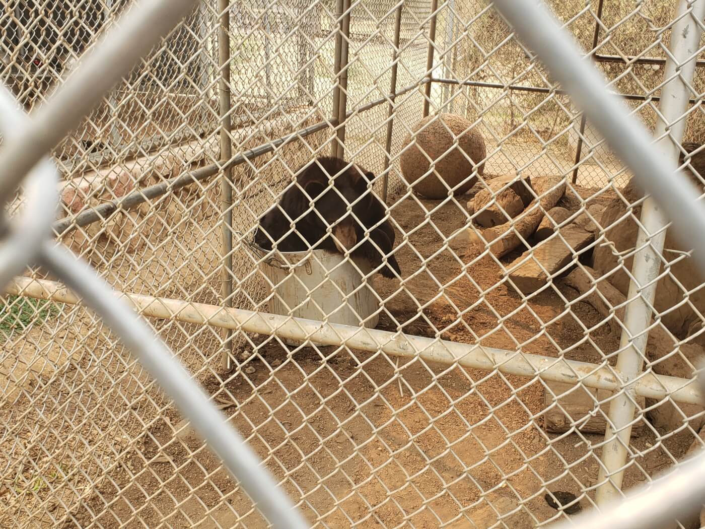 A black bear cub sits in a bucket of drinking water inside a cage at Kirshner Wildlife Foundation